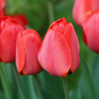 Mélange De 40 Tulipes Rose Et Rouge – Plante D'Extérieur