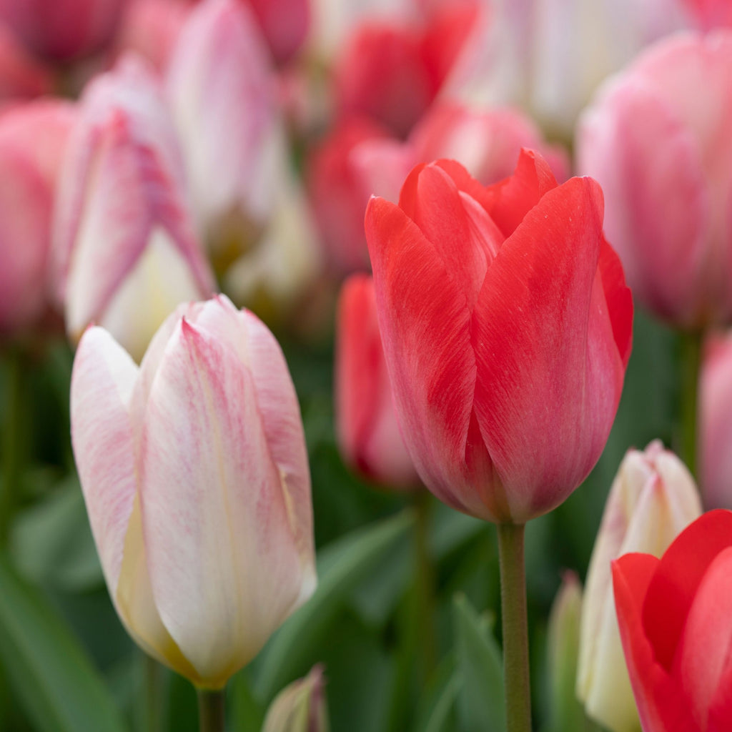 Mélange De 40 Tulipes Rose Et Rouge – Plante D'Extérieur
