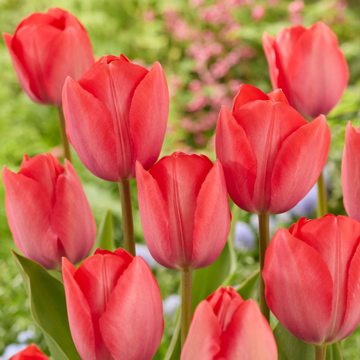 Mélange De 40 Tulipes Rose Et Rouge – Plante D'Extérieur