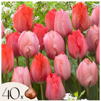 Mélange De 40 Tulipes Rose Et Rouge – Plante D'Extérieur