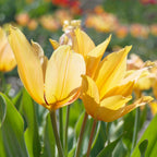 Lot De 40 Tulipes Shogun – Plante D'Extérieur