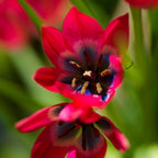 Lot De 40 Tulipes Little Beauty – Plante D'Extérieur
