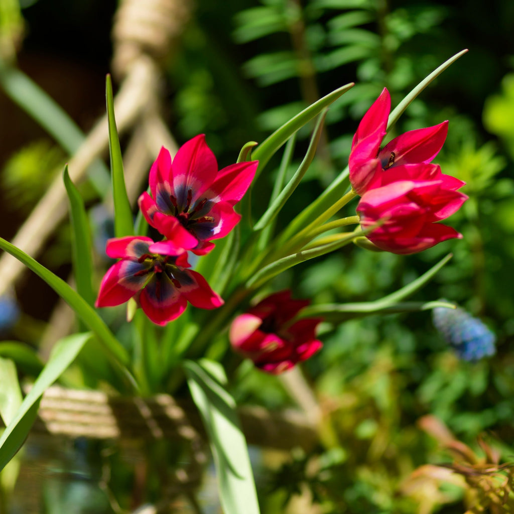Lot De 40 Tulipes Little Beauty – Plante D'Extérieur