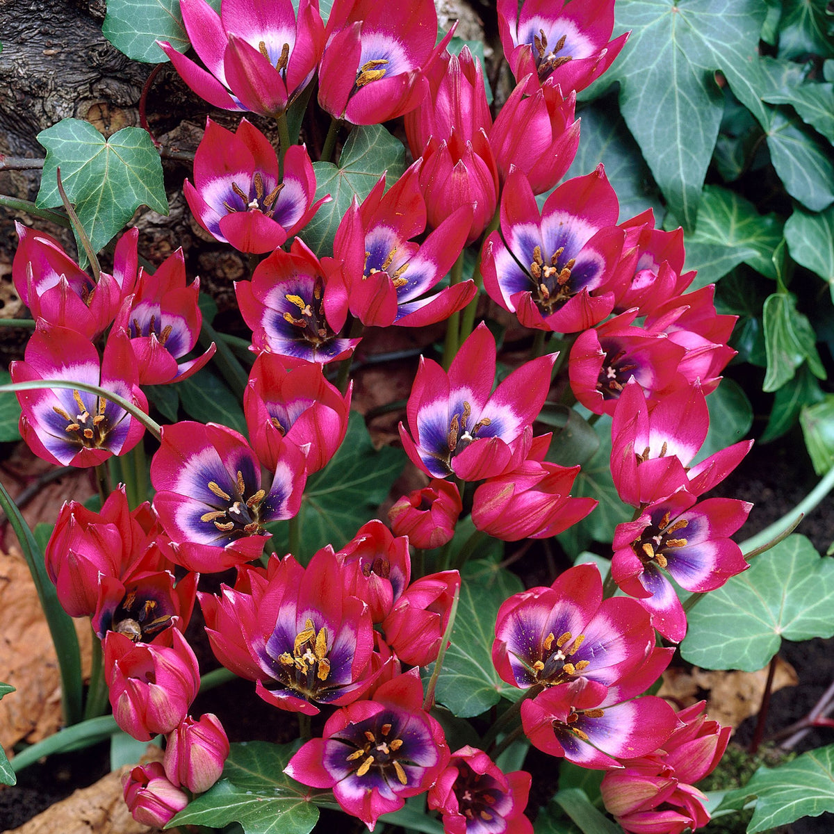 Lot De 40 Tulipes Little Beauty – Plante D'Extérieur