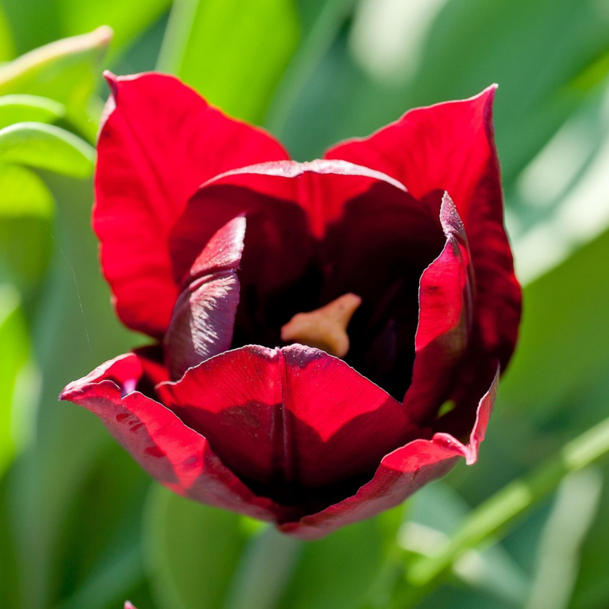 Lot De 40 Tulipes Little Beauty – Plante D'Extérieur