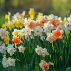 Mix Of 10 Double-Flowered Narcissi – Outdoor Plant