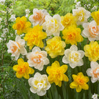 Mix Of 10 Double-Flowered Narcissi – Outdoor Plant