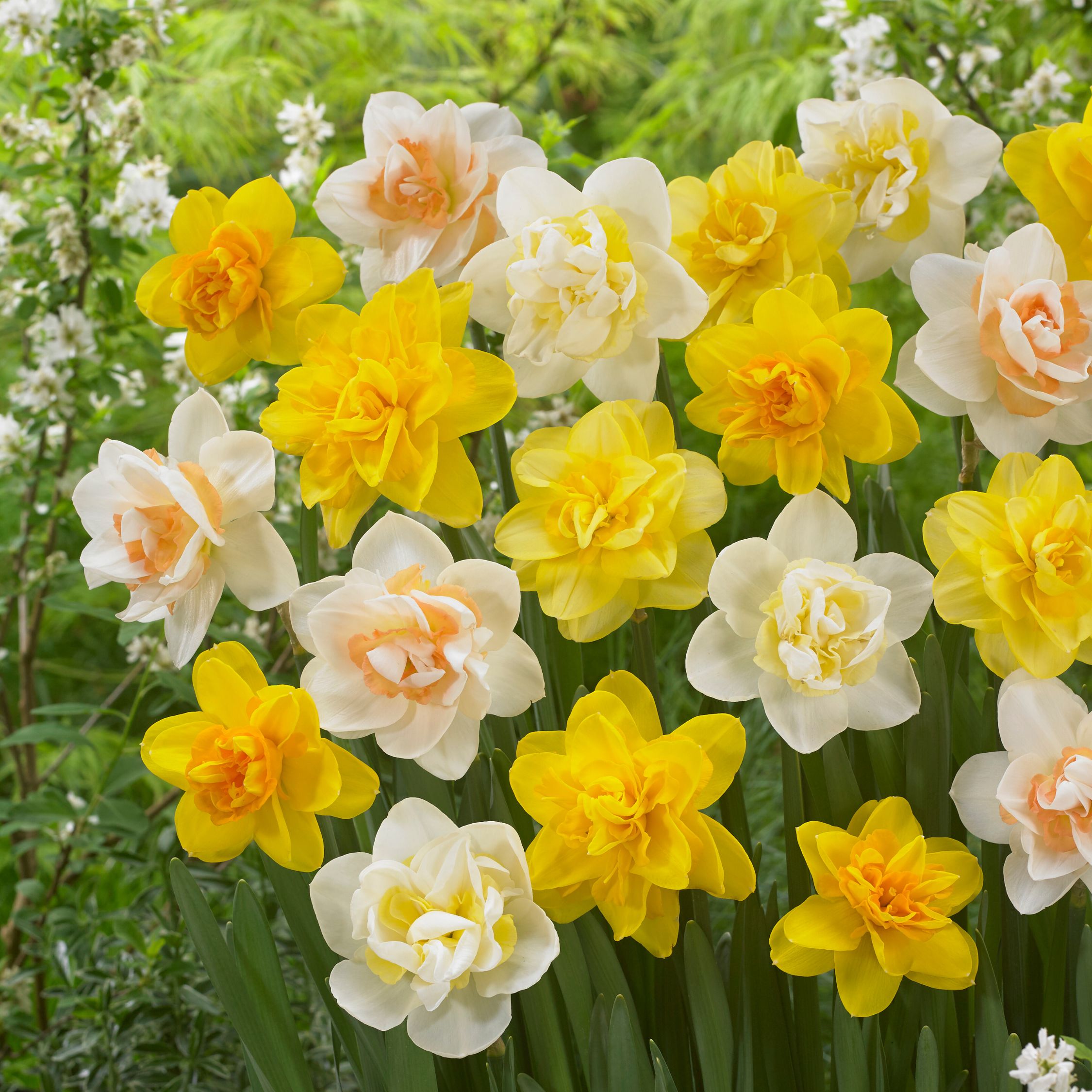 Mix Of 10 Double-Flowered Narcissi – Outdoor Plant