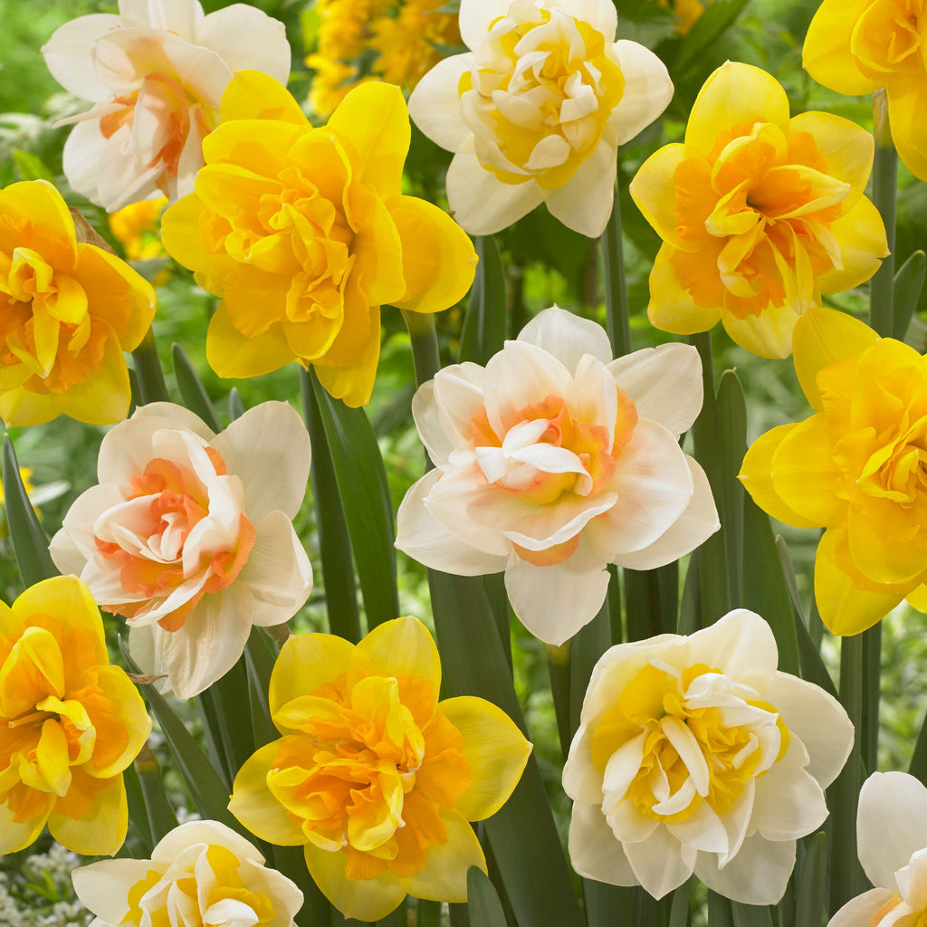 Mix Of 10 Double-Flowered Narcissi – Outdoor Plant