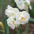 Mix Of 10 Double-Flowered Narcissi – Outdoor Plant