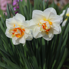 Mix Of 10 Double-Flowered Narcissi – Outdoor Plant