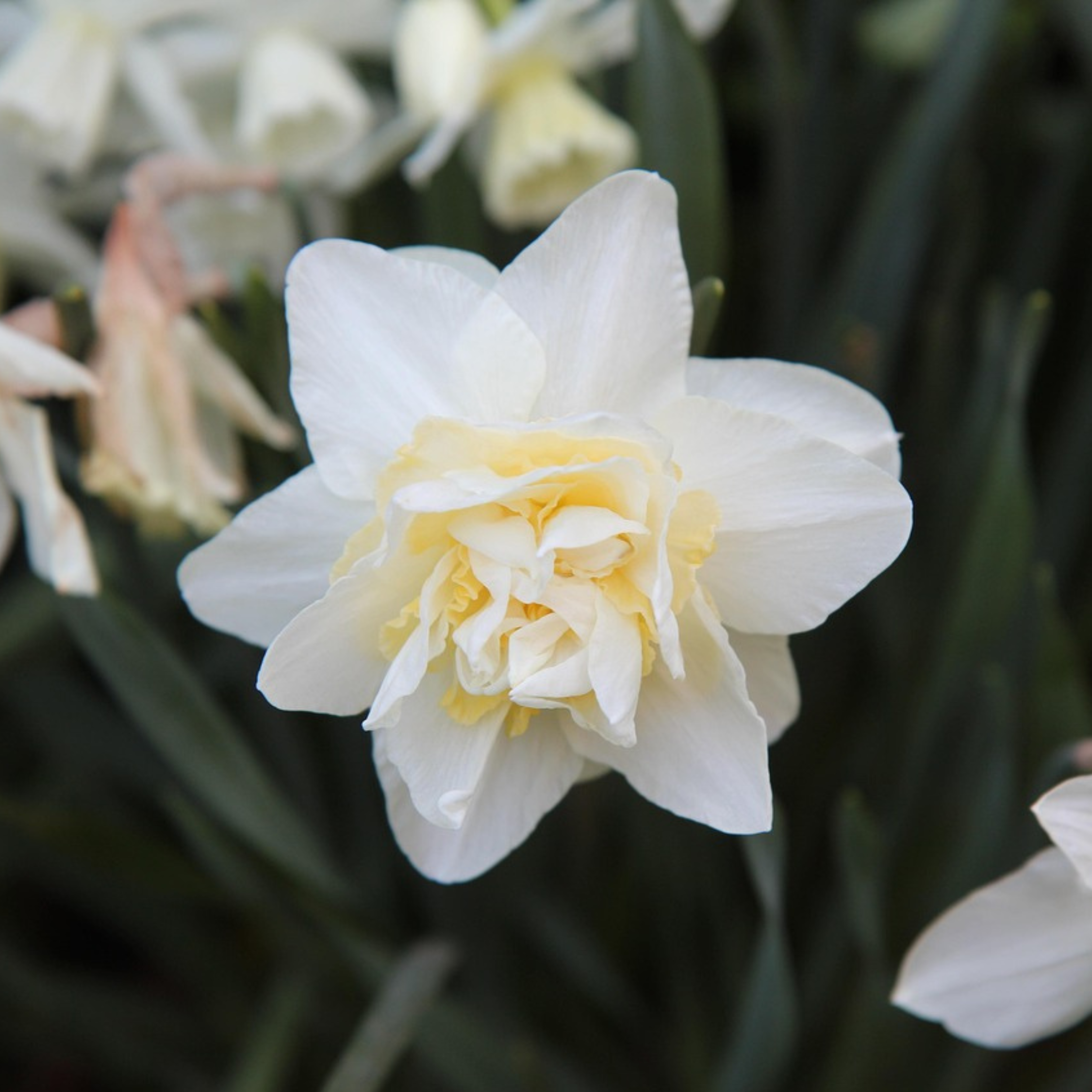 Mix Of 10 Double-Flowered Narcissi – Outdoor Plant