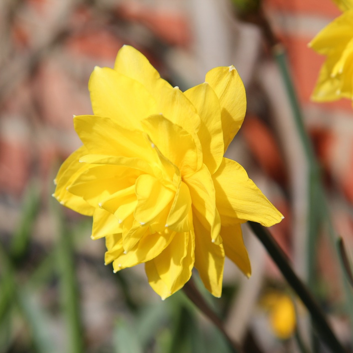 Mix Of 10 Double-Flowered Narcissi – Outdoor Plant