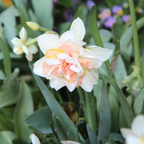 Mix Of 10 Double-Flowered Narcissi – Outdoor Plant