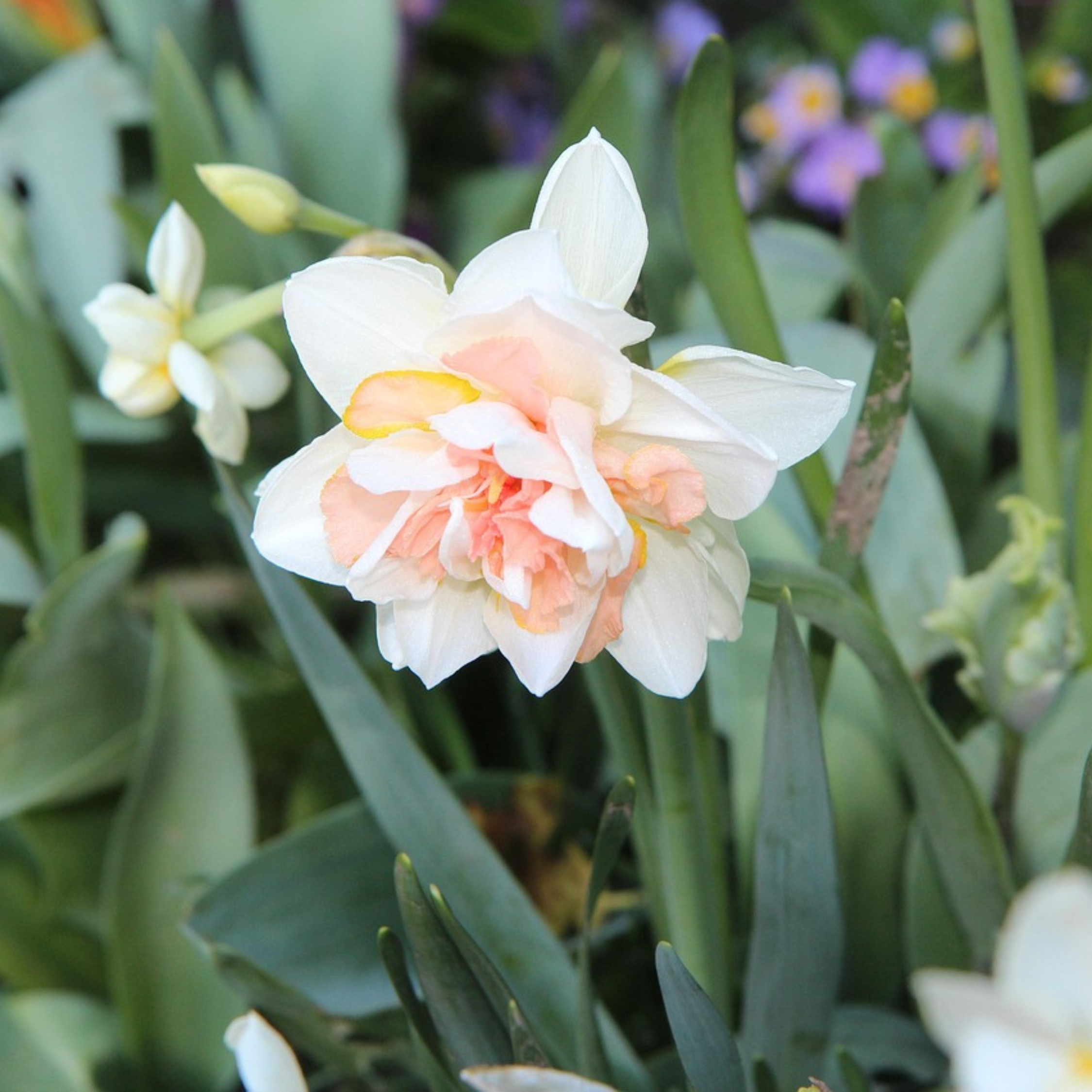 Mix Of 10 Double-Flowered Narcissi – Outdoor Plant
