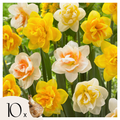 Mix Of 10 Double-Flowered Narcissi – Outdoor Plant