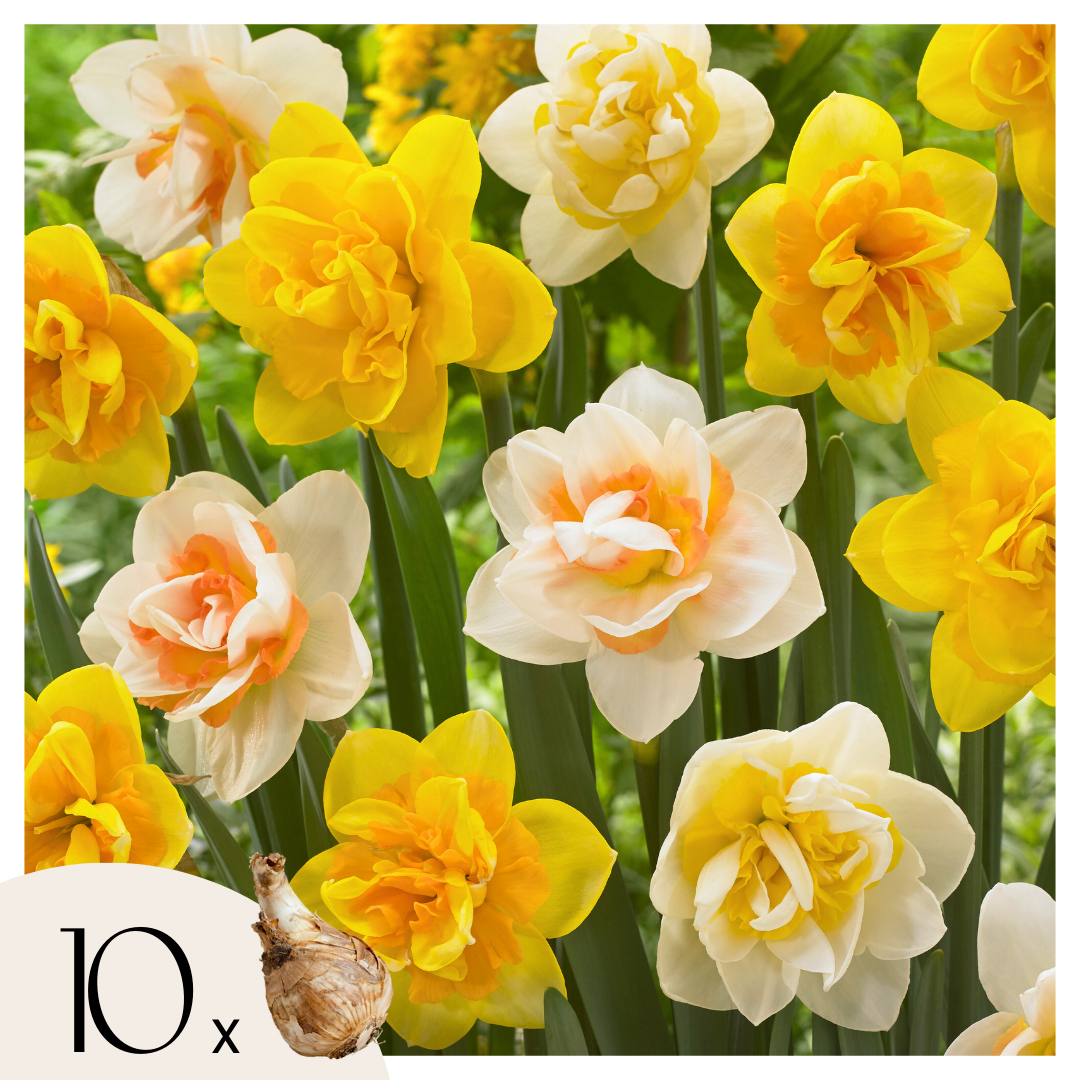 Mix Of 10 Double-Flowered Narcissi – Outdoor Plant