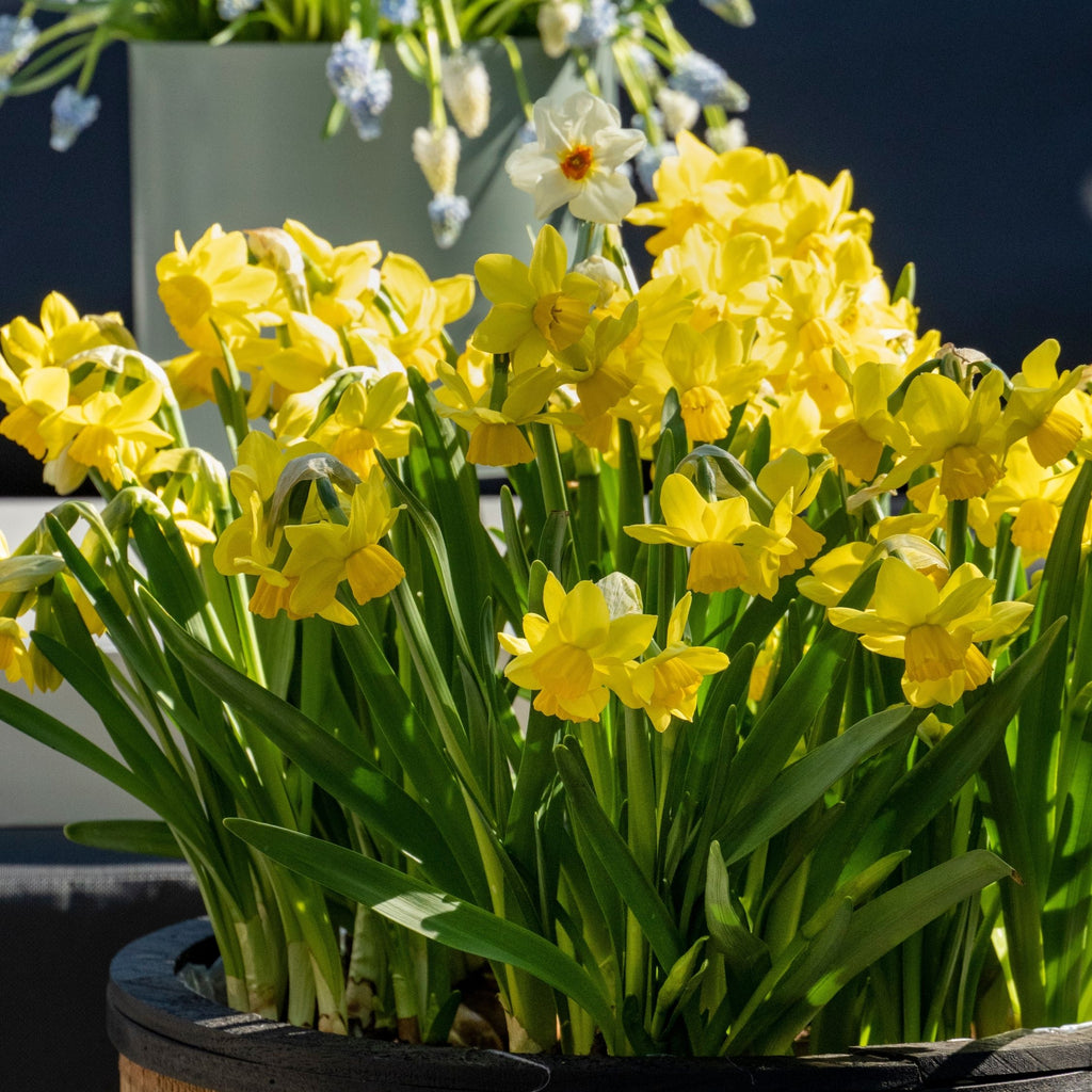 Set of 50 Tête-à-Tête Narcissi – Outdoor Plant