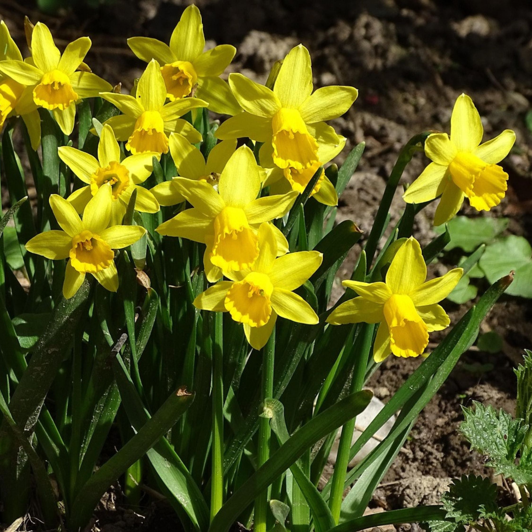 Set of 50 Tête-à-Tête Narcissi – Outdoor Plant
