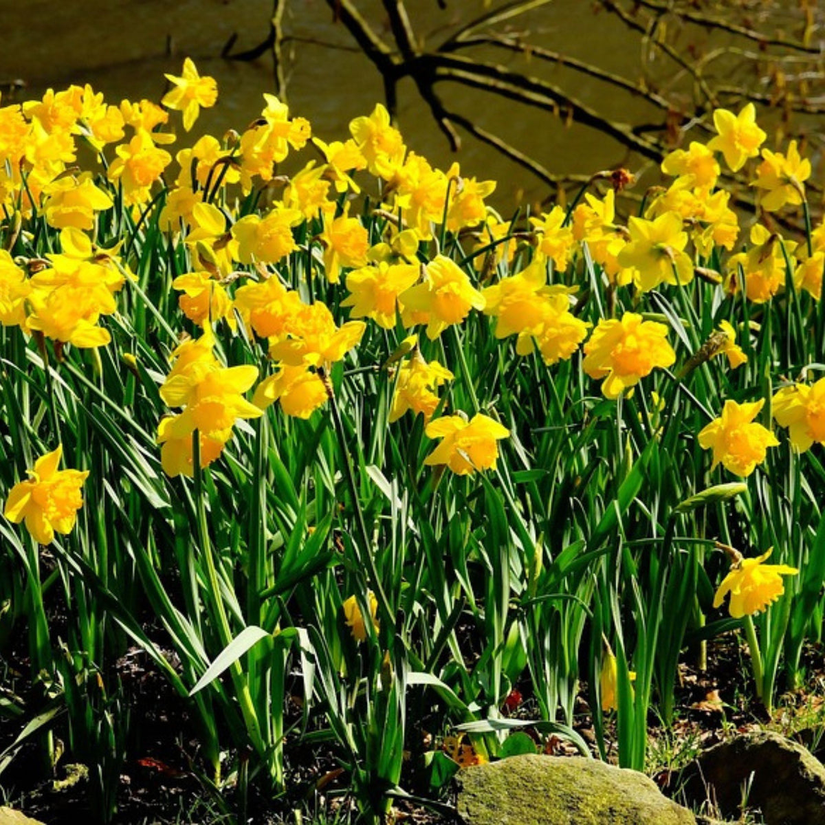 Set of 50 Tête-à-Tête Narcissi – Outdoor Plant