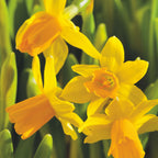 Set of 50 Tête-à-Tête Narcissi – Outdoor Plant