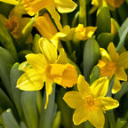 Set of 50 Tête-à-Tête Narcissi – Outdoor Plant