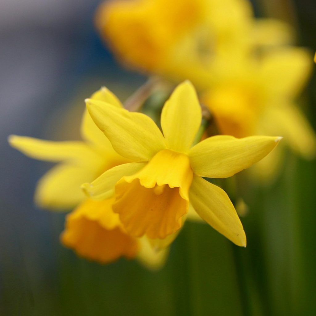 Set of 50 Tête-à-Tête Narcissi – Outdoor Plant