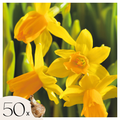 Set of 50 Tête-à-Tête Narcissi – Outdoor Plant