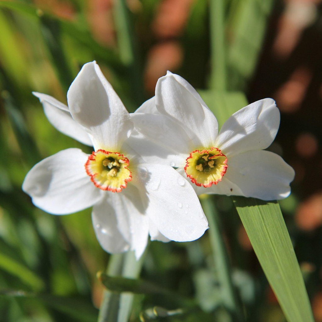 Lot De 30 Narcisses Recurvus – Plante D'Extérieur