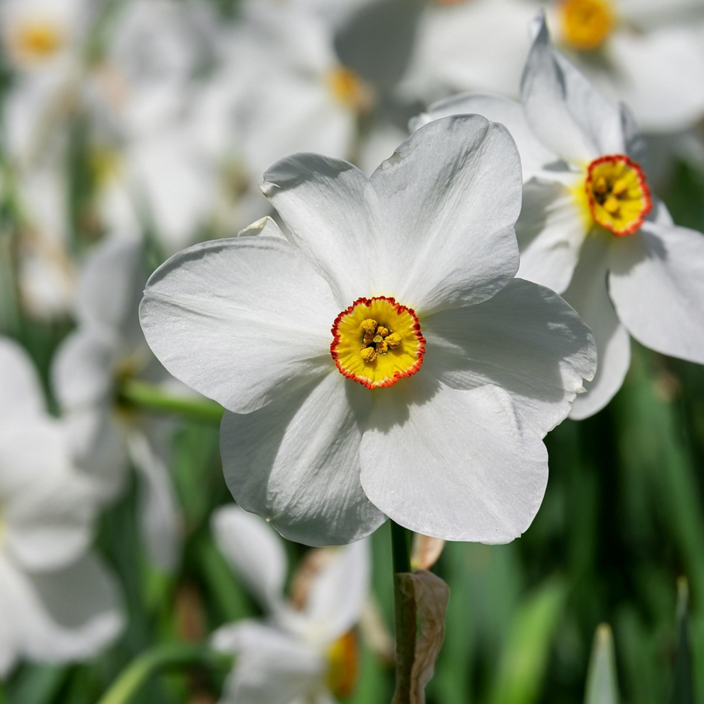 Lot De 30 Narcisses Recurvus – Plante D'Extérieur