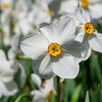 Lot De 30 Narcisses Recurvus – Plante D'Extérieur