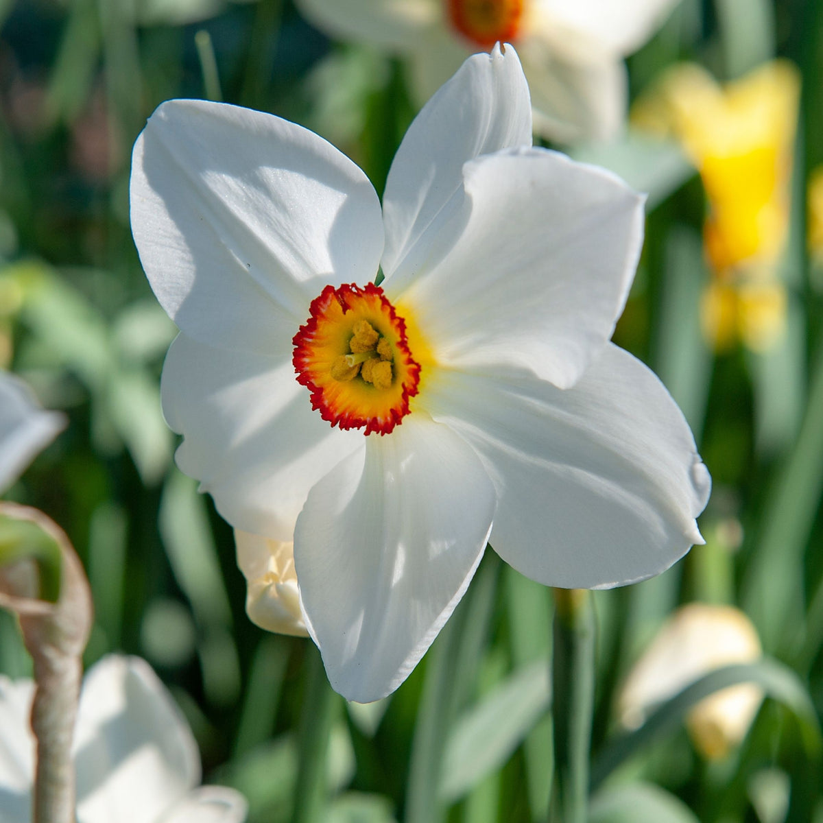 Lot De 30 Narcisses Recurvus – Plante D'Extérieur