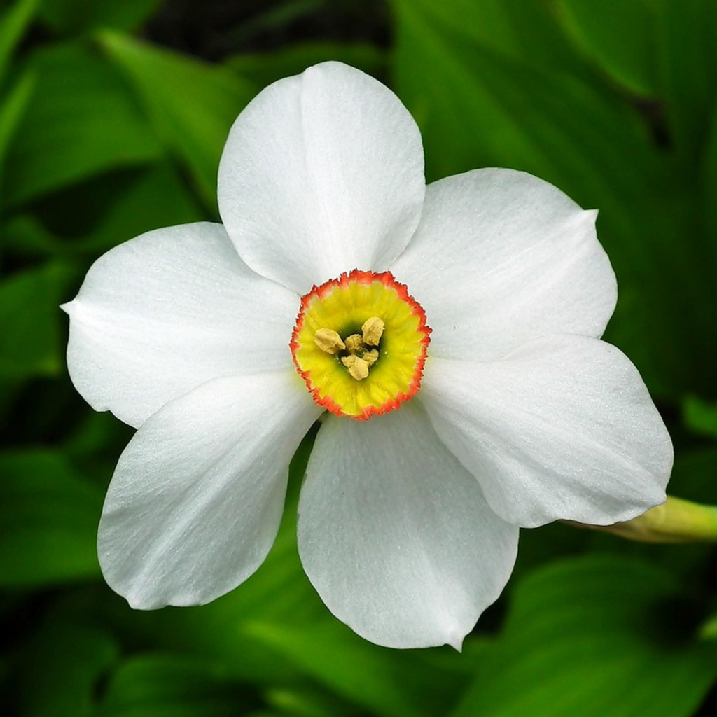 Lot De 30 Narcisses Recurvus – Plante D'Extérieur