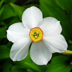 Lot De 30 Narcisses Recurvus – Plante D'Extérieur