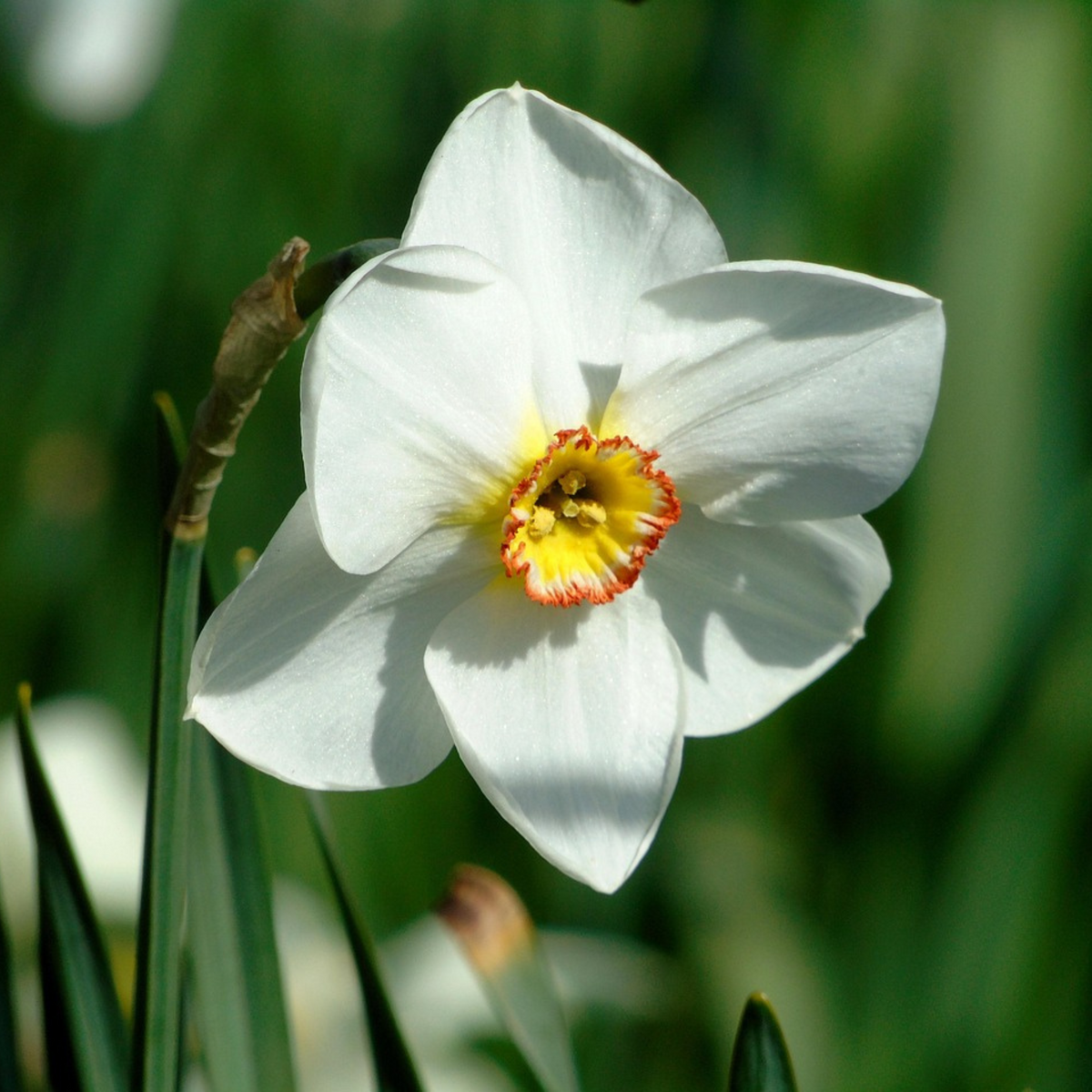 Lot De 30 Narcisses Recurvus – Plante D'Extérieur