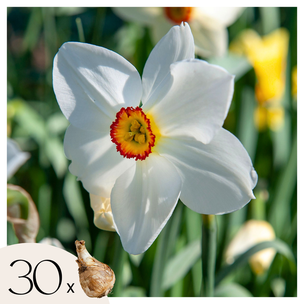 Lot De 30 Narcisses Recurvus – Plante D'Extérieur