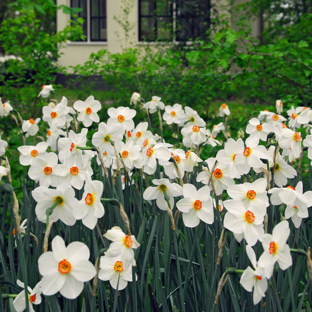 Lot De 30 Narcisses Recurvus – Plante D'Extérieur