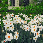 Lot De 30 Narcisses Recurvus – Plante D'Extérieur