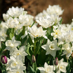 Lot De 15 Narcisses Mount Hood – Plante D'Extérieur