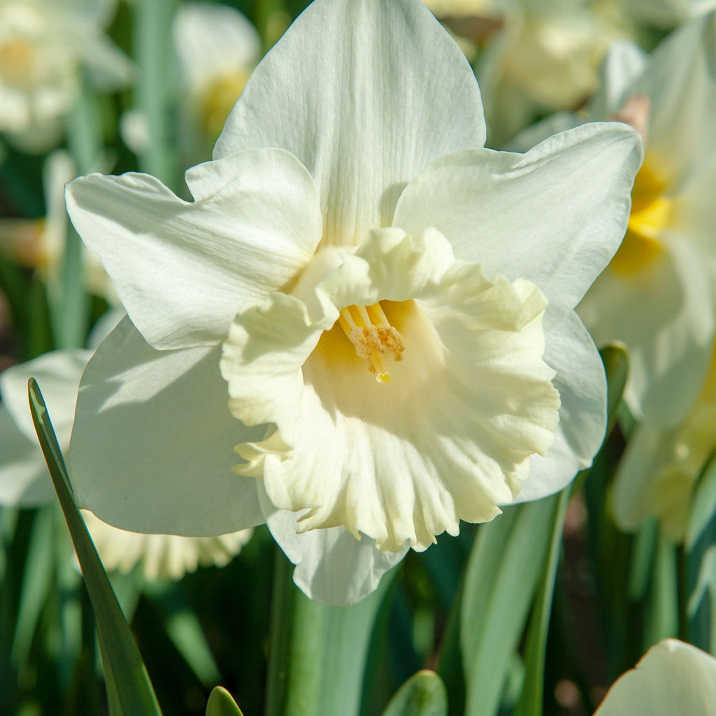 Lot De 15 Narcisses Mount Hood – Plante D'Extérieur
