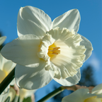 Lot De 15 Narcisses Mount Hood – Plante D'Extérieur