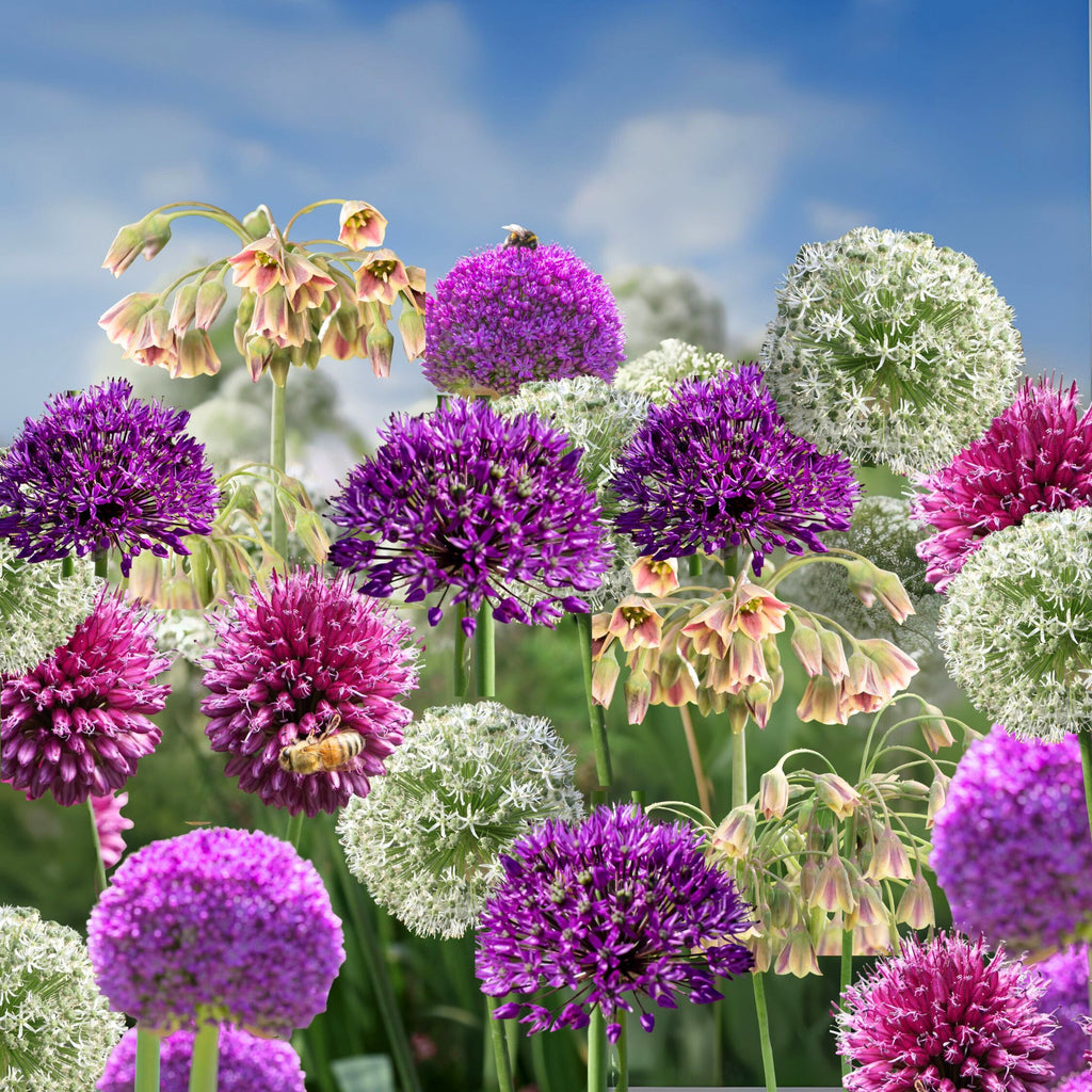 Mélange De 80 Alliums D'Ornement – Plante D'Extérieur