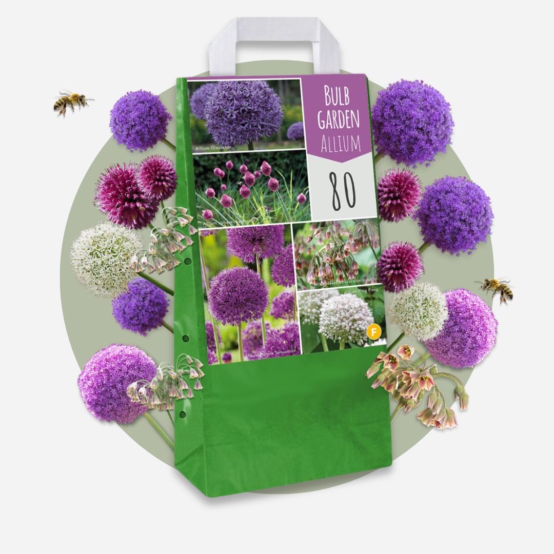 Mélange De 80 Alliums D'Ornement – Plante D'Extérieur