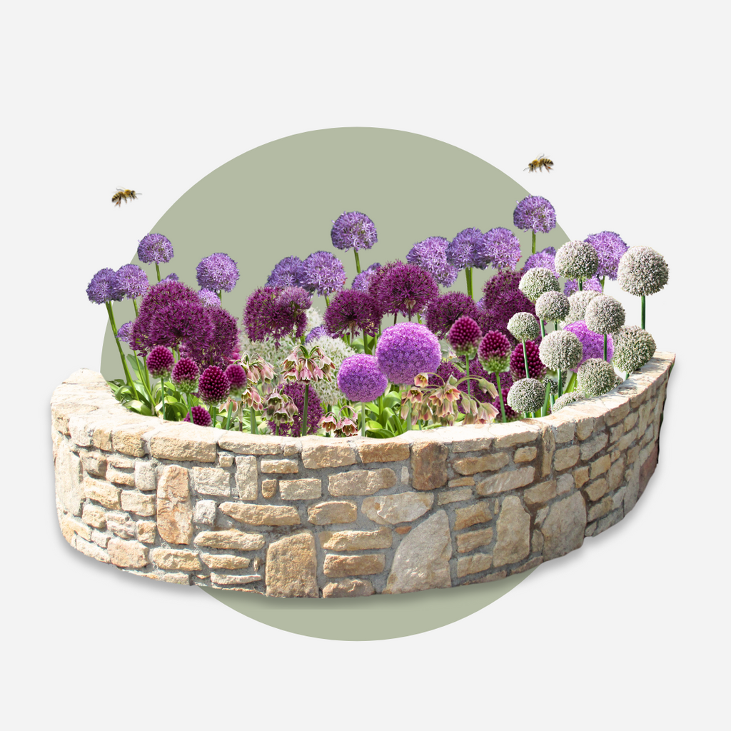 Mélange De 80 Alliums D'Ornement – Plante D'Extérieur