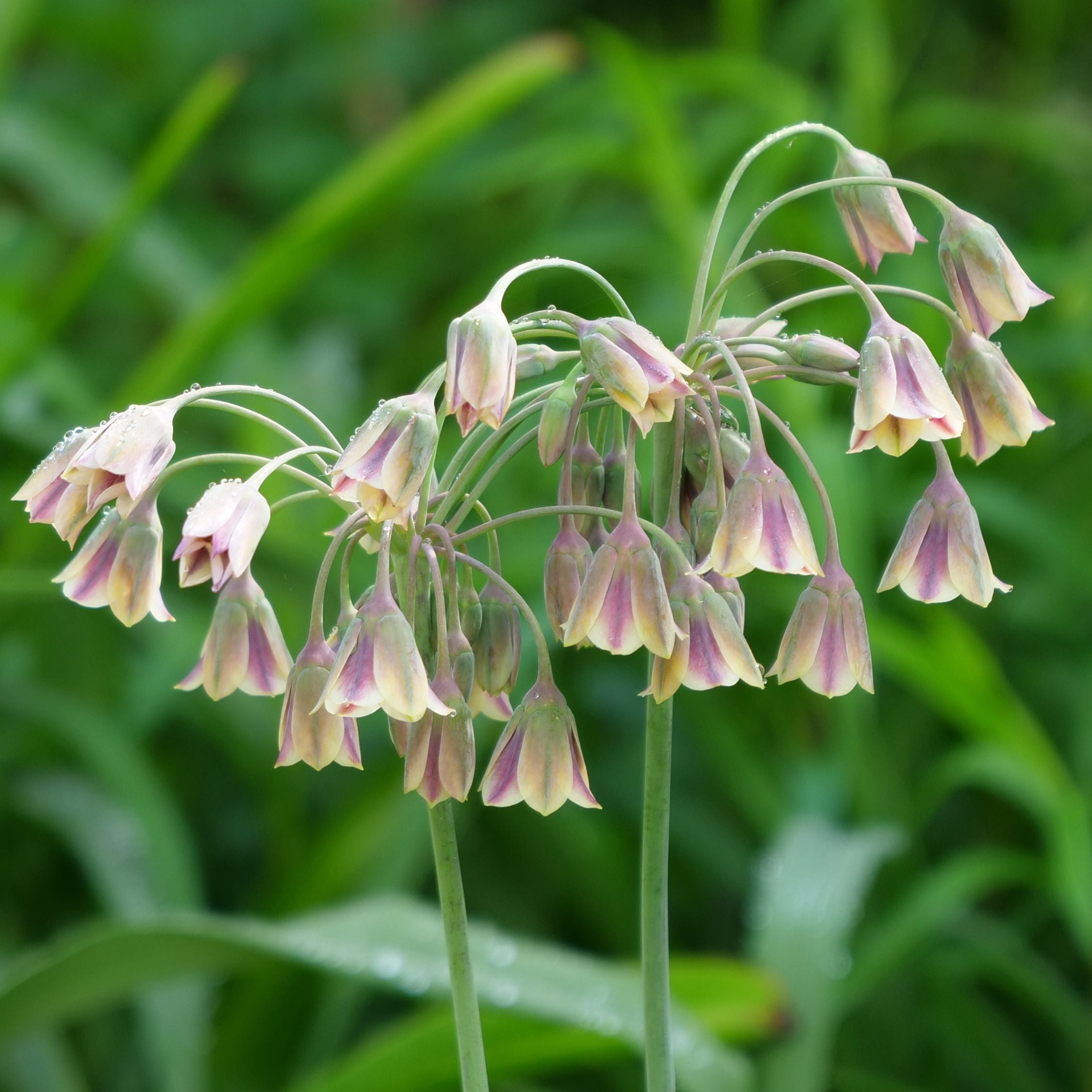 Mélange De 80 Alliums D'Ornement – Plante D'Extérieur