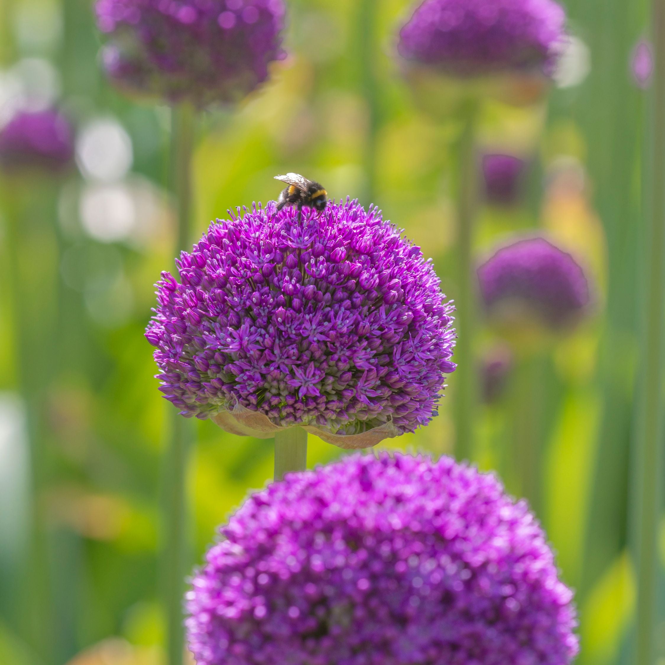 Mélange De 80 Alliums D'Ornement – Plante D'Extérieur