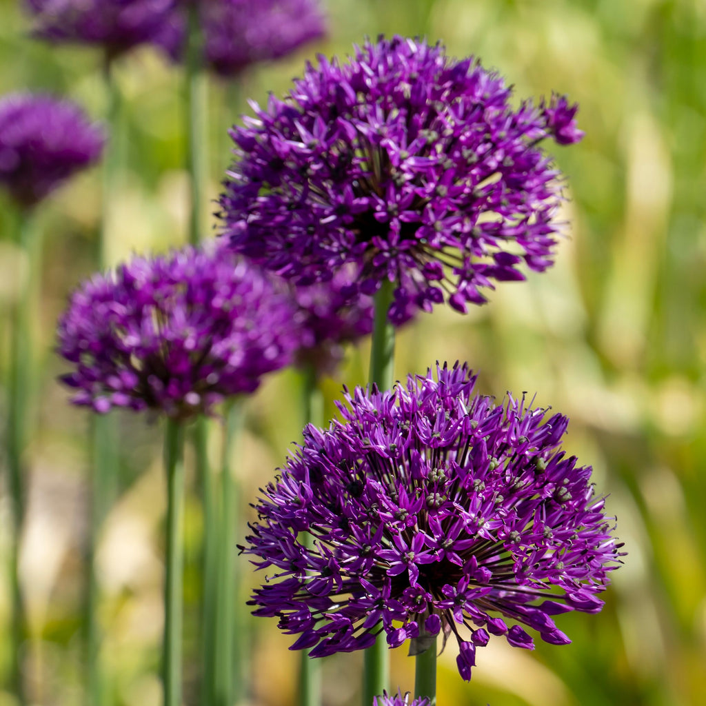 Mélange De 80 Alliums D'Ornement – Plante D'Extérieur