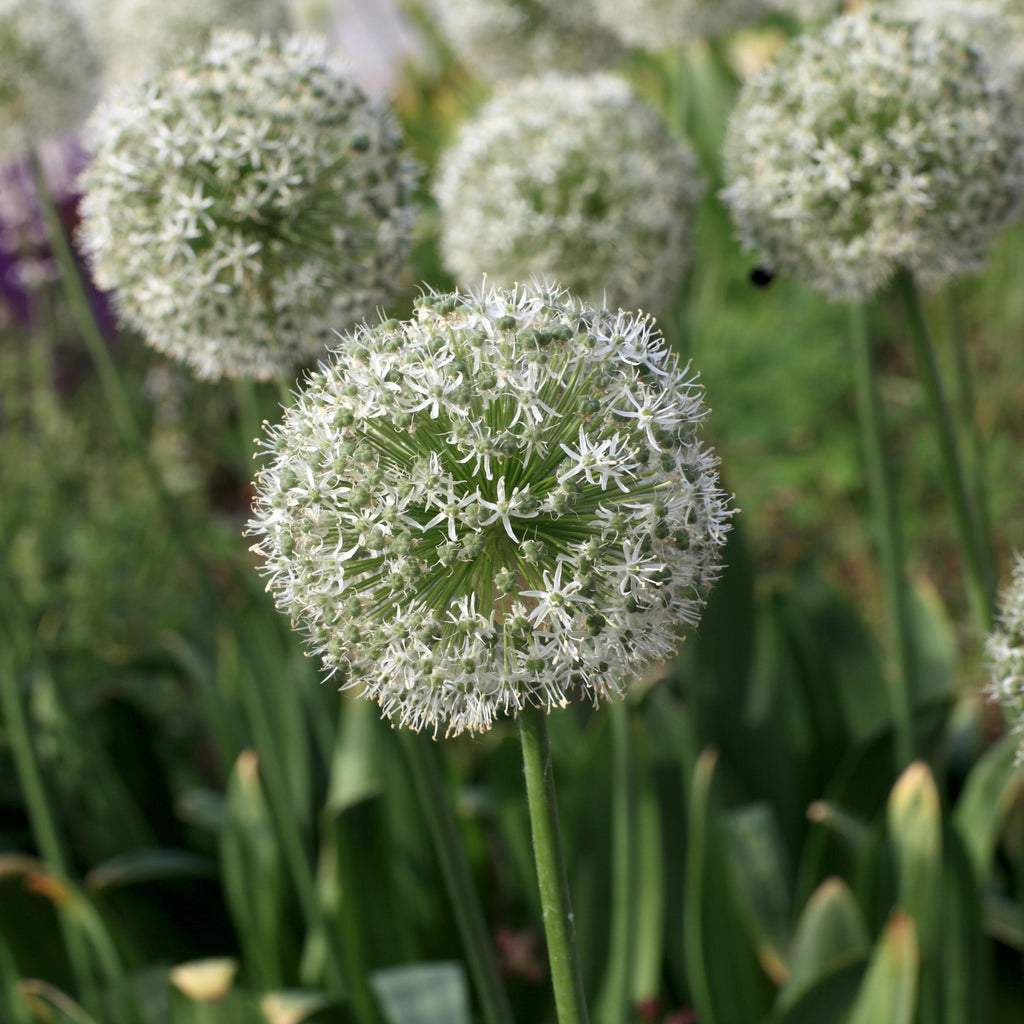 Mélange De 80 Alliums D'Ornement – Plante D'Extérieur