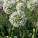 Mélange De 80 Alliums D'Ornement – Plante D'Extérieur