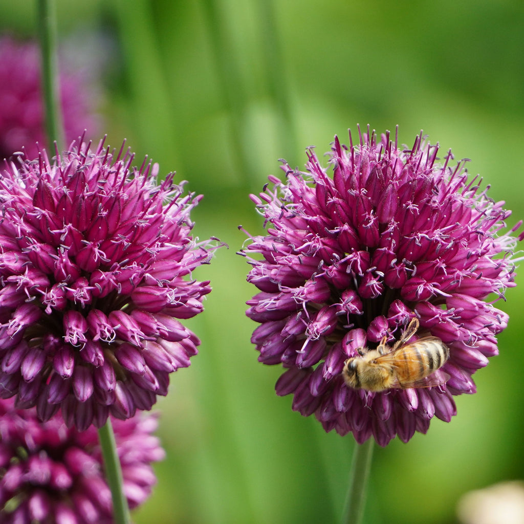 Mélange De 80 Alliums D'Ornement – Plante D'Extérieur
